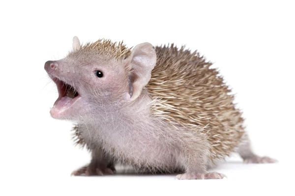Retrato de Menor Hedgehog Tenrec com a boca aberta, Echinops tel — Fotografia de Stock