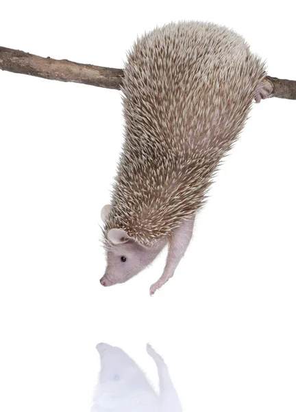 Lesser Hedgehog Tenrec - Echinops telfairi — Stock Photo, Image