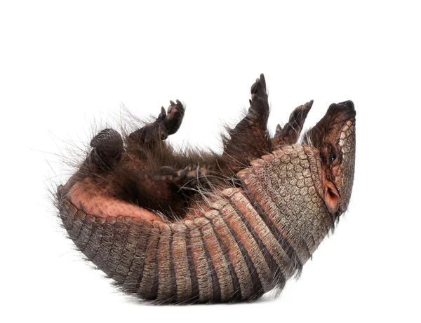 Armadillo, Dasypodidae Cingulata, lying on back in front of whit — Stock Photo, Image
