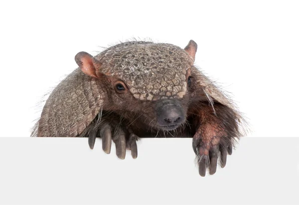 Armadillo going out from behind a blank panel — Stock Photo, Image