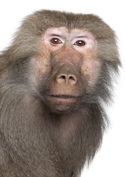 Maymun - Simia hamadryas — Stok fotoğraf