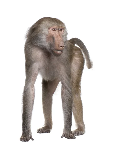 Baviaan - simia hamadryas — Stockfoto