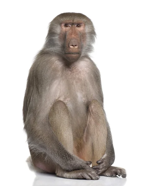 Pavian - simia hamadryas — Stockfoto