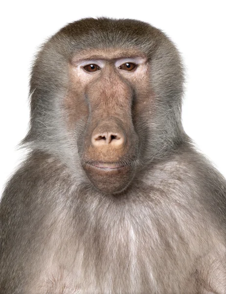 Gros plan sur la tête d'un babouin - Simia hamadryas — Photo