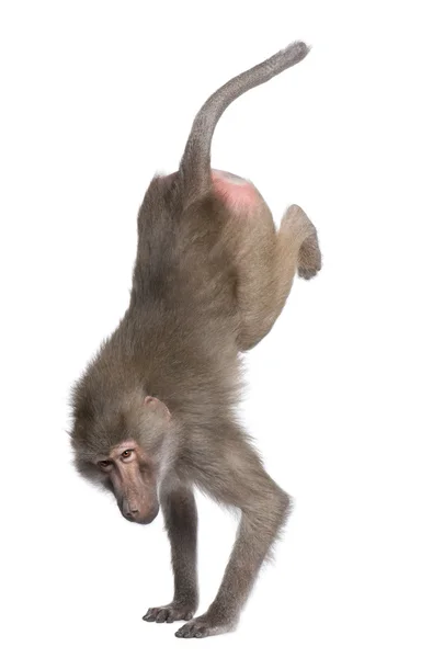 Baboon performing a hand stand - Simia hamadryas — Stock Photo, Image