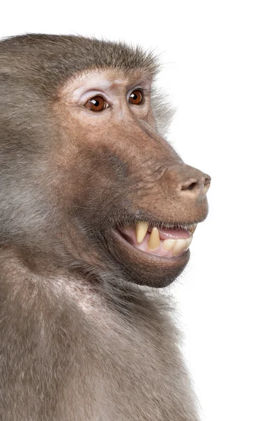 Close-up na cabeça de um babuíno - Simia hamadryas — Fotografia de Stock