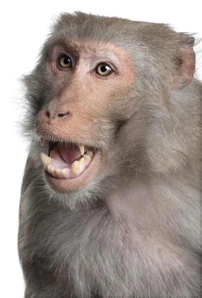 Rhesus Macaque - Macaca mulata — Fotografia de Stock