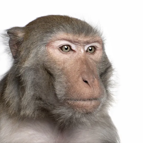 Rhesus Makaker - macaca mulatta — Stockfoto