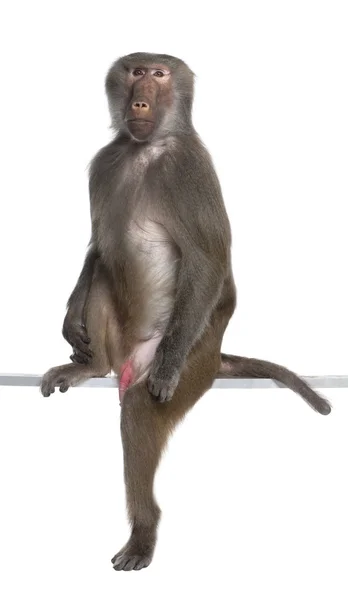 개 코 원숭이 앉아서 카메라-Simia hamadryas 보고 — 스톡 사진