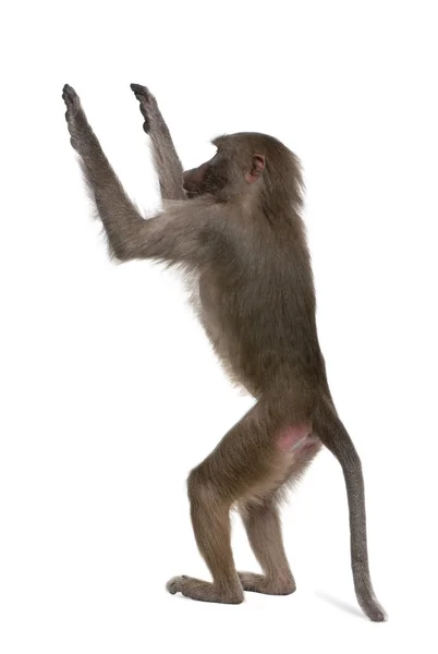狒狒-simia 片 — 图库照片