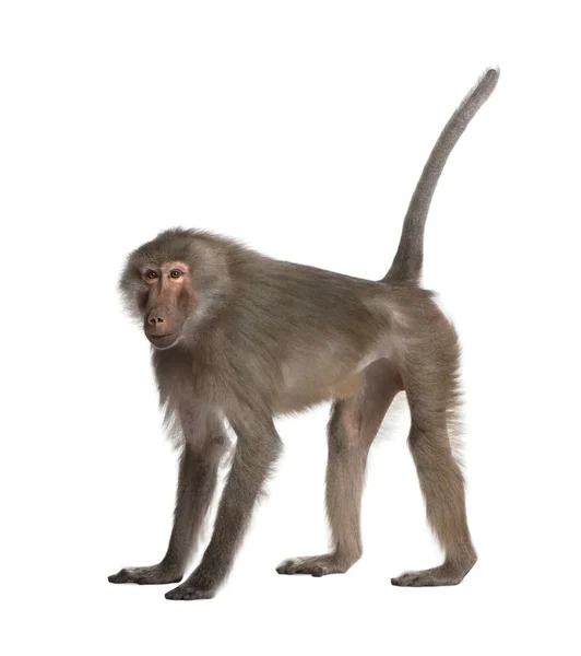 개 코 원숭이-simia hamadryas — 스톡 사진
