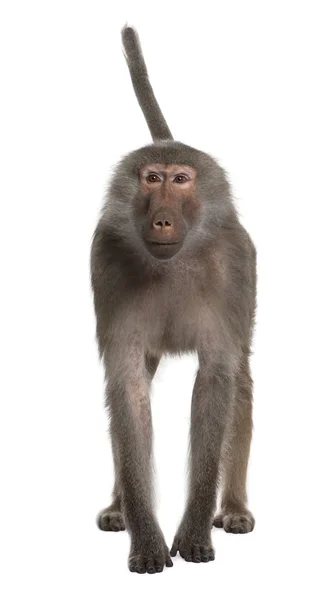 Porträtt av babian, simia hamadryas, stående framför vita — Stockfoto