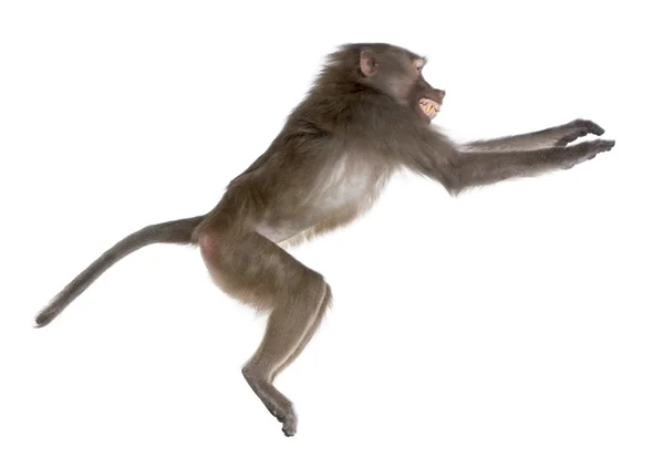 Sidovy av en babian jumping - simia hamadryas — Stockfoto