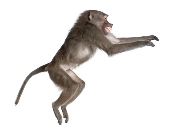 Widok z boku Pawian skoków - simia płaszczowy — Zdjęcie stockowe