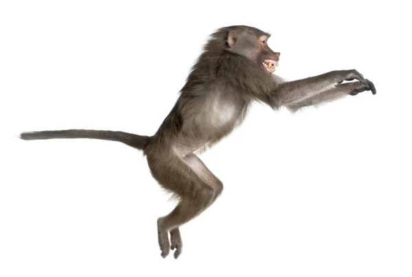 Side view of a Baboon jumping - Simia hamadryas — Stock Photo, Image