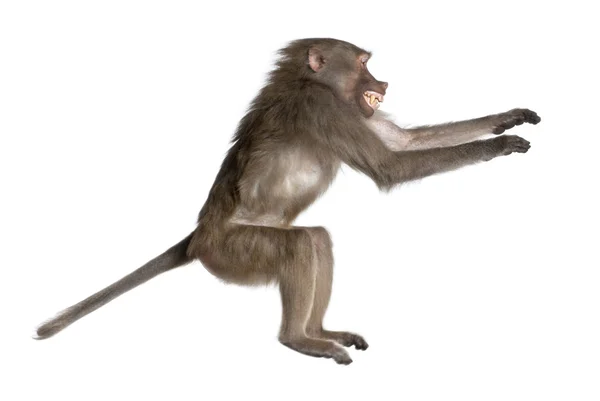 Side view of a Baboon jumping - Simia hamadryas — Stock Photo, Image