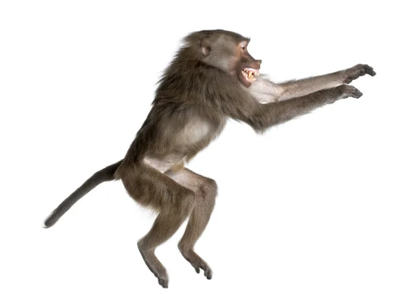 Widok z boku Pawian skoków - simia płaszczowy — Zdjęcie stockowe