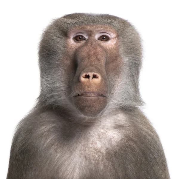 Babian - simia hamadryas — Stockfoto