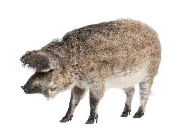 Mangalitsa of krulhaar hog — Stockfoto