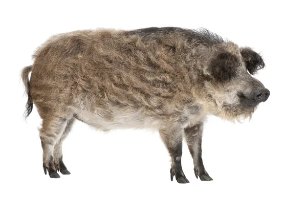Mangalitsa ya da kıvırcık saçlı domuz — Stok fotoğraf