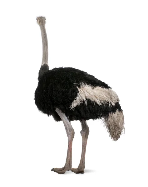 Avestruz macho, Struthio camelus de pie frente a una espalda blanca — Foto de Stock