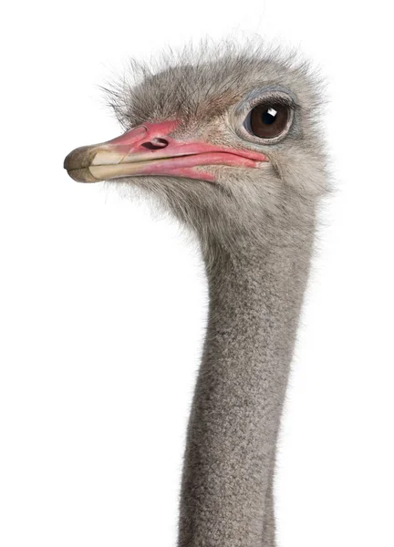 Primer plano en la cabeza de un avestruz — Foto de Stock