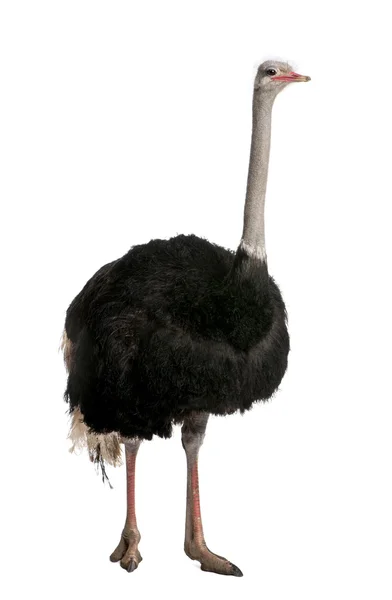 Retrato de avestruz macho, Struthio camelus, em pé na frente de — Fotografia de Stock