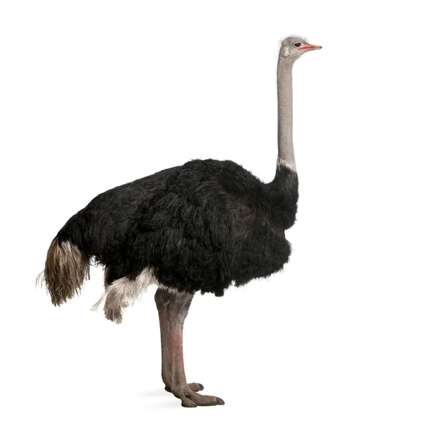 Avestruz macho, Struthio camelus em pé na frente de uma parte traseira branca — Fotografia de Stock
