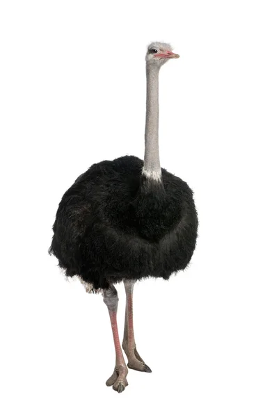 Male ostrich - Struthio camelus — Stock Photo, Image