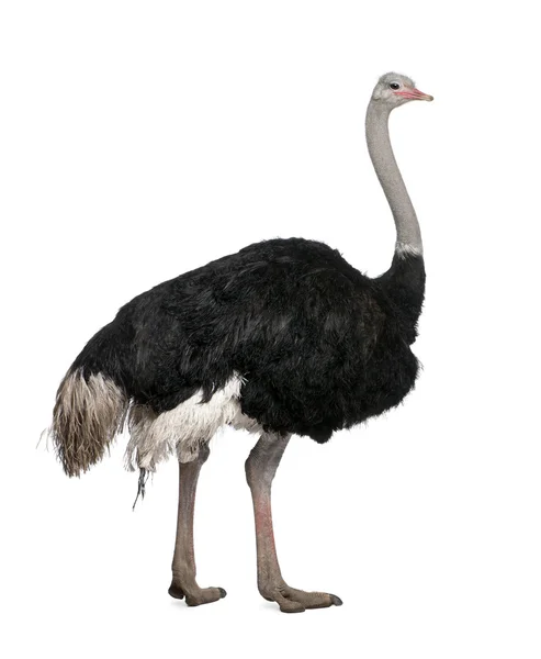 Avestruz macho, Struthio camelus em pé na frente de uma parte traseira branca — Fotografia de Stock