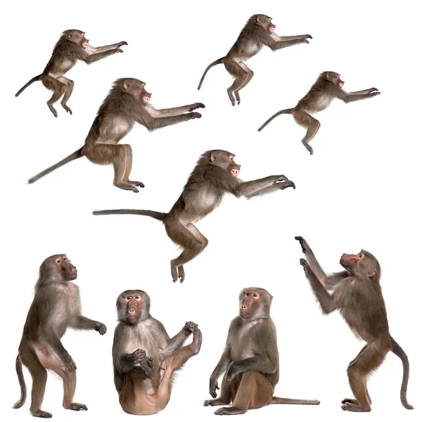 Många åsikter av babian i olika storlek och position — Stockfoto