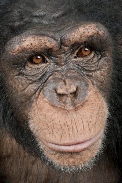 头上的年轻的黑猩猩-Simia 穴居 (5 特写 — 图库照片