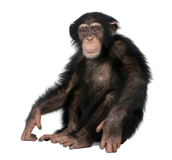 젊은 침팬지-Simia 혈 거 생물은 (5 세) — 스톡 사진