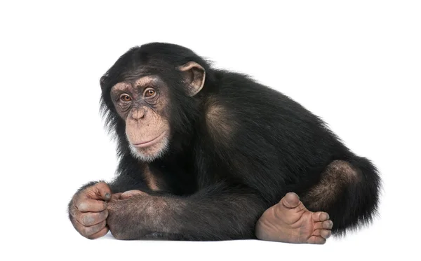 Mladý šimpanz - Simia troglodytes (5 let) — Stock fotografie