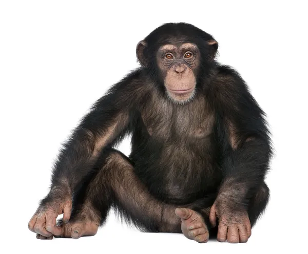 年轻的黑猩猩-Simia 穴居 (5 岁) — 图库照片