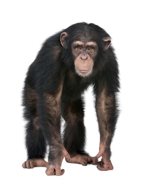 Junge Schimpanse blickt in die Kamera - simia troglodytes (5 ye — Stockfoto