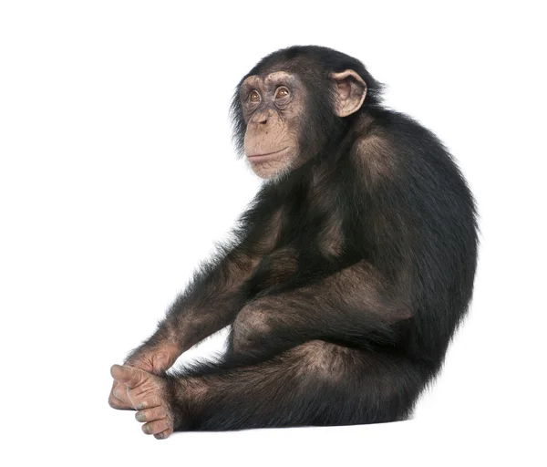 젊은 침팬지-Simia 혈 거 생물은 (5 세) — 스톡 사진
