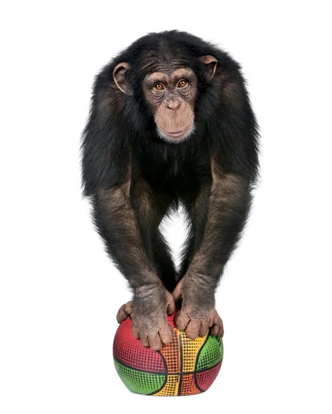 Junge Schimpanse spielt mit einem Luftballon — Stockfoto