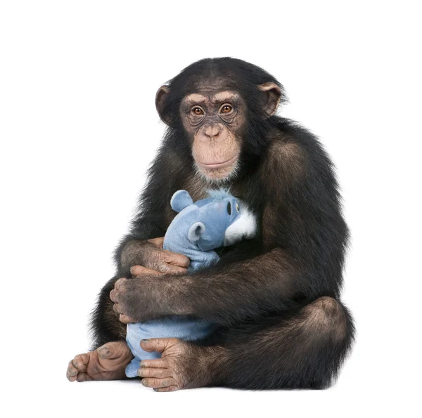 Joven Chimpancé con su osito de peluche Simia troglodytes (5 años — Foto de Stock