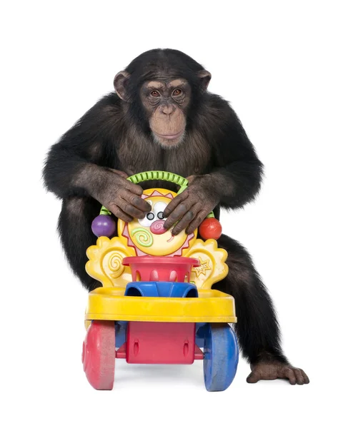 Młody szympans - Simia troglodytów (5 lat) — Zdjęcie stockowe