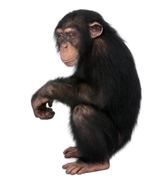 Młody szympans - Simia troglodytów (5 lat) — Zdjęcie stockowe