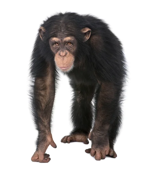 Mladý šimpanz - Simia troglodytes (5 let) — Stock fotografie
