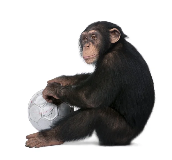 Zijaanzicht van een jonge chimpansee en zijn bal - simia troglodytes — Stockfoto