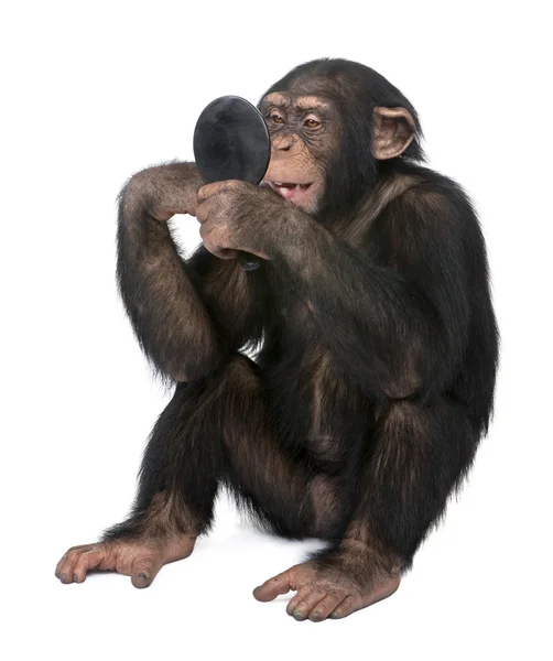 年轻黑猩猩照镜子自己-simia troglodyt — 图库照片