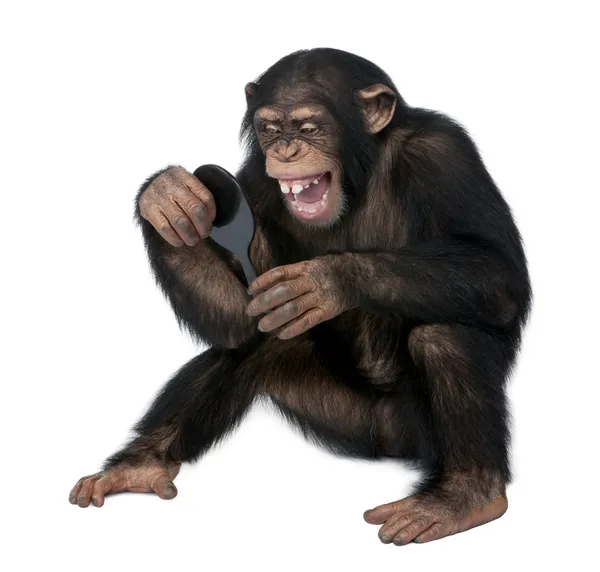 Молодой шимпанзе смотрит на себя в зеркало - Simia troglodyt — стоковое фото