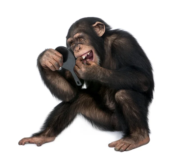 Jonge chimpansee kijken naar zijn tanden in een spiegel - simia troglo — Stockfoto