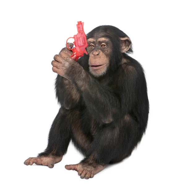 Jovem Chimpanzé brincando com uma arma (5 anos ) — Fotografia de Stock
