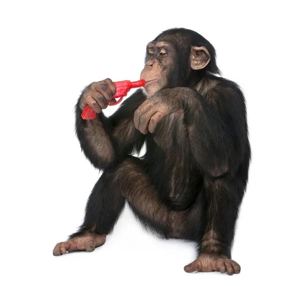 Młody szympans grając z pistoletu (5 lat) — Zdjęcie stockowe