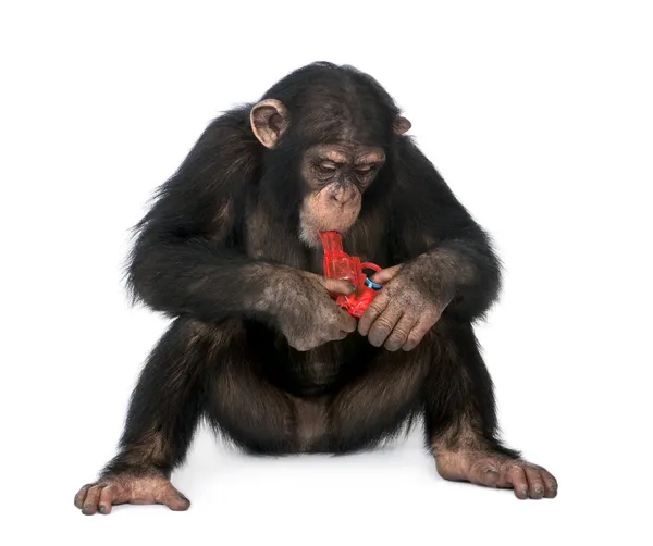 Young Chimpanzee playing with a gun (5 years old) — Stock Photo, Image