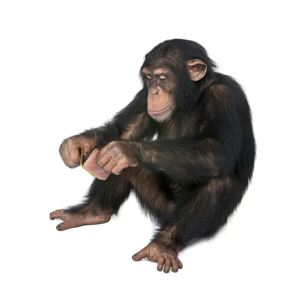 Junger Schimpanse schaut sich selbst in den Taschenspiegel - simia tr — Stockfoto